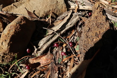 Corybas aconitiflorus