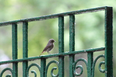 Phoenicurus phoenicurus