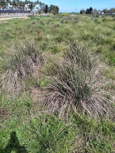 Paspalum quadrifarium, 2026-09-23