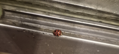 Asian Lady Beetle