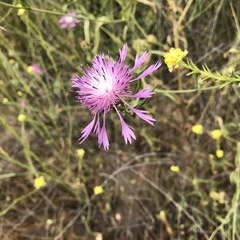 Centaurea diluta
