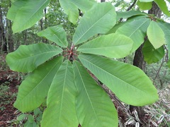 Magnolia obovata