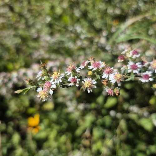 calico aster