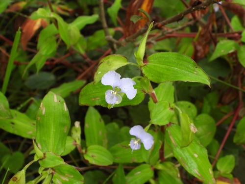 Commelina pallida (Commelina pallida)