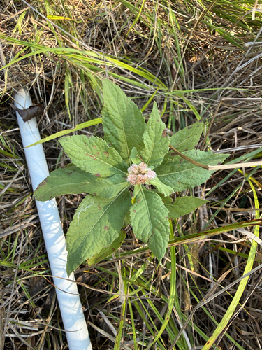 Camphor-weed