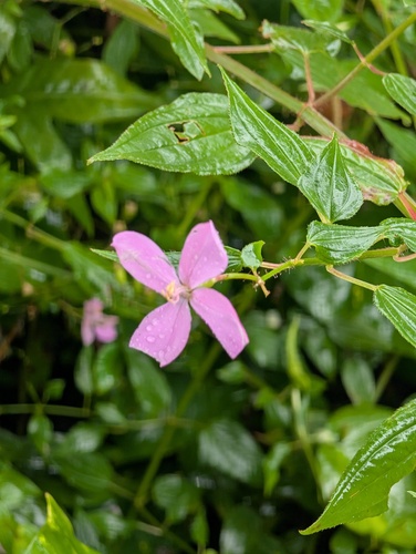 Arthrostemma ciliatum, 2026-09-19
