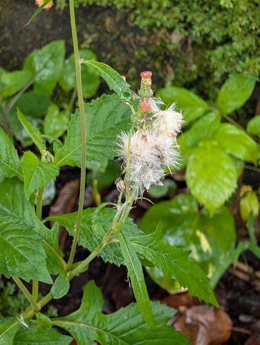 Crassocephalum crepidioides observed 2026-09-19