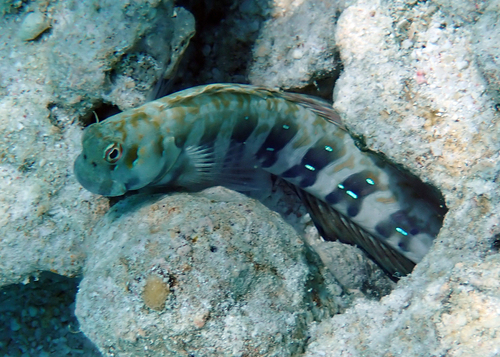 Blenniella paula observed 2026-10-07