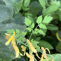 Corydalis formosana