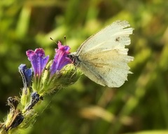 Pieris rapae