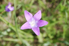 Campanula stevenii