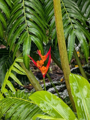 Heliconia psittacorum observed 2026-09-19