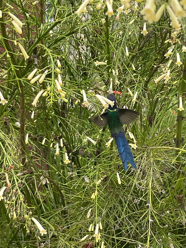Swallow-tailed Hummingbird