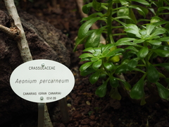 Aeonium percarneum
