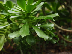 Aeonium percarneum