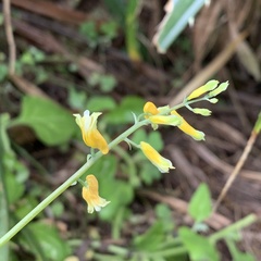 Corydalis formosana