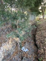 Melaleuca viminalis viminalis