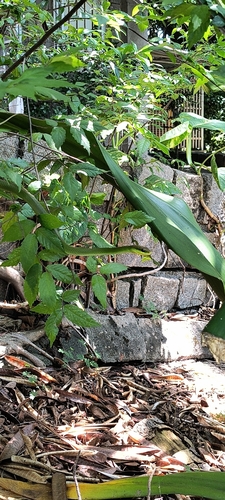 Lichtenstein's Green Racer