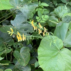 Corydalis formosana