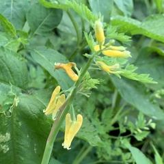 Corydalis formosana