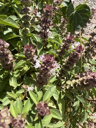Sweet basil