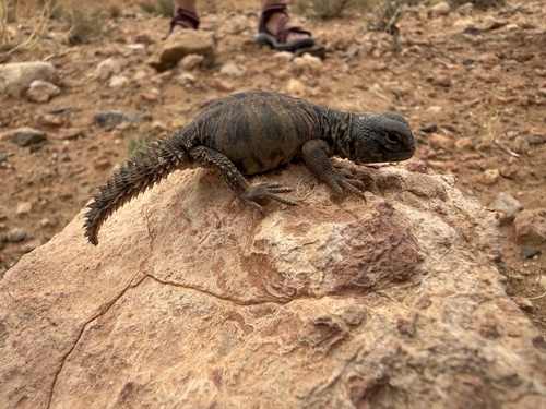 Moroccan Spiny-tailed Lizard