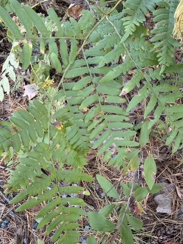 brackens