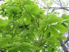Magnolia obovata