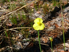 Xyris complanata