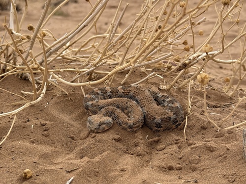 Desert Horned Viper