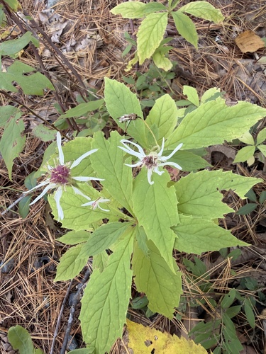 whorled wood aster