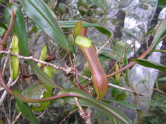 Nepenthes tentaculata
