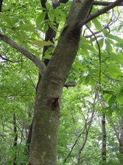 Magnolia obovata
