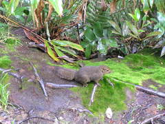 Sundasciurus everetti