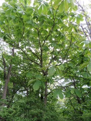 Magnolia obovata