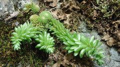 Sedum versadense villadioides