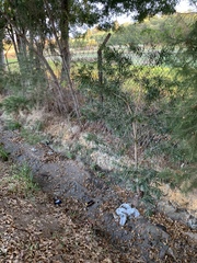 Melaleuca viminalis viminalis