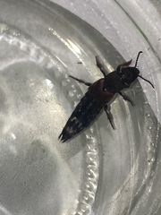 Platydracus chalcocephalus