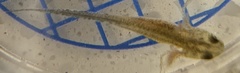 Triturus cristatus
