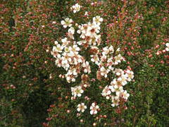 Leptospermum recurvum