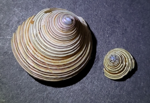 Calliostoma canaliculatum, 2026-10-06