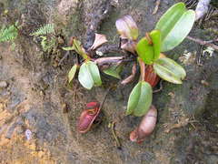 Nepenthes villosa