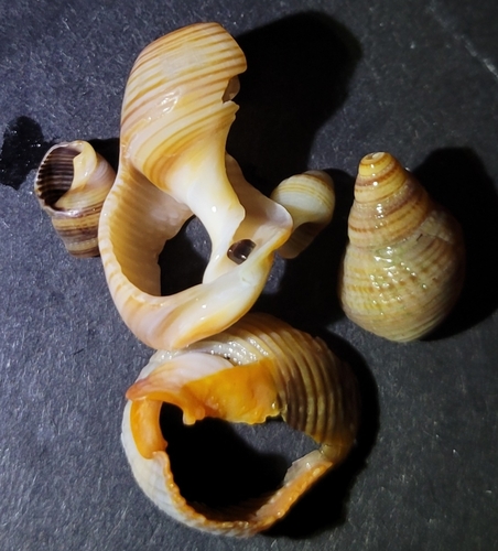 Nassarius fossatus, 2026-10-06