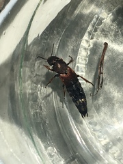 Platydracus chalcocephalus