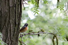 Phoenicurus phoenicurus