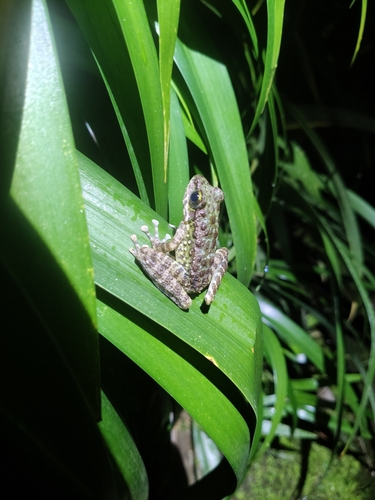 Amolops marmoratus observed 2026-10-07