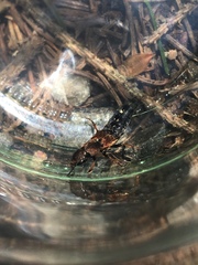 Platydracus chalcocephalus