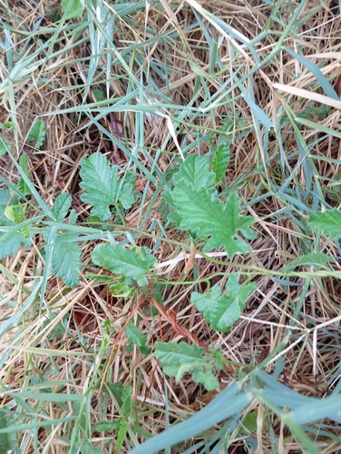 Mallow Bindweed