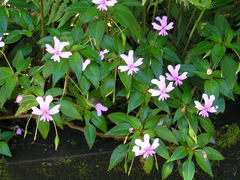 Impatiens kinabaluensis