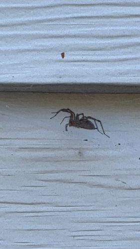 Grass Spiders
